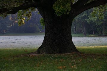 Large Oak tree.