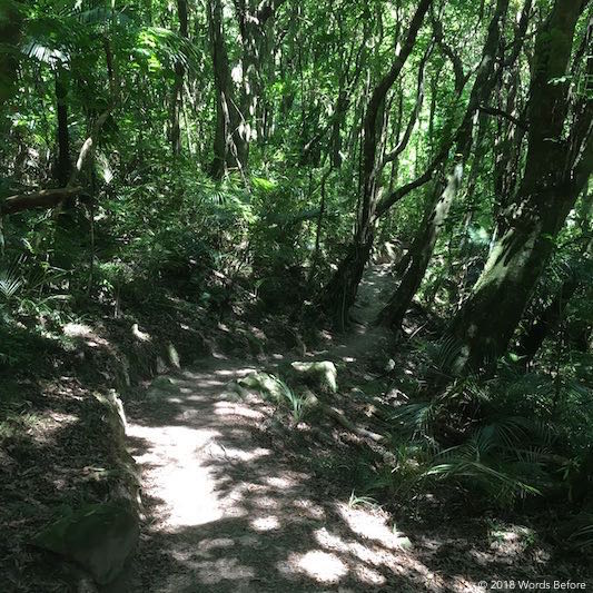 Bush walk in Hemi Matenga Memorial Park.