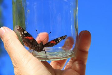 Butterfly in Glass
