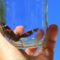 Butterfly in Glass
