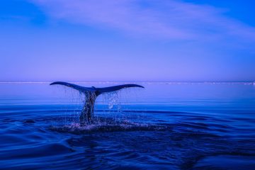 Whale Tail