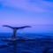 Whale Tail